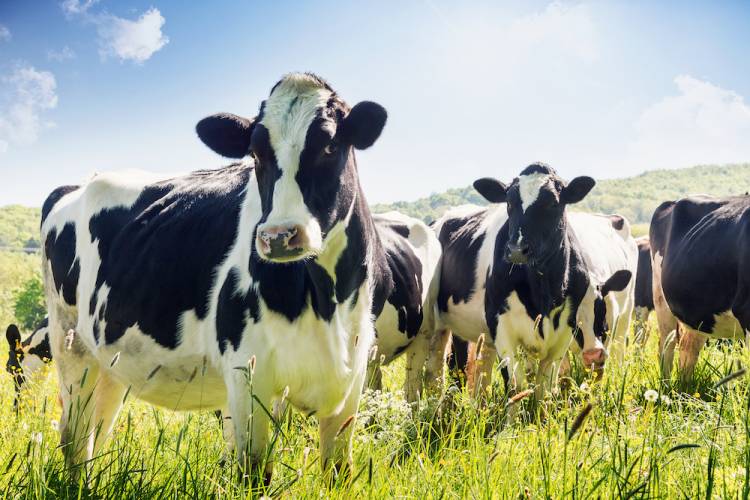 up-close image of a dairy cow in a field in summer